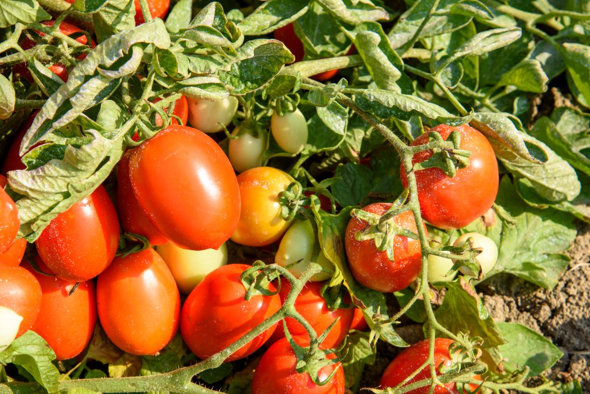 Tomatenfeld-Italien-Roma-Tomaten-für-Hermina-Tomatensauce