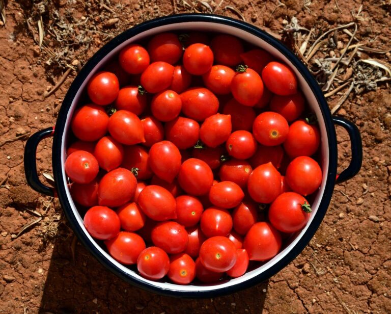 Tomatenernte-und-jährliches-Einkochen-zu-Tomatensosse-hermina-tomatensauce