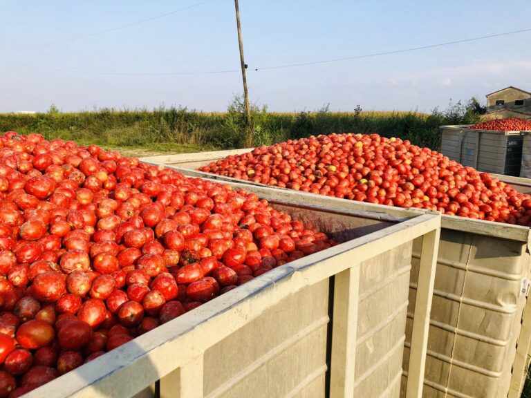 Tomatenernte in Italien Roma Tomaten