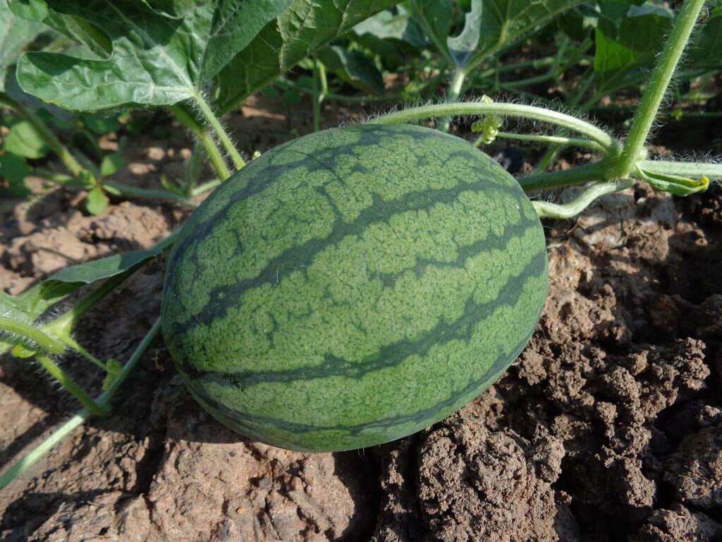 Wassermelone-Sommerfrucht-Ernte-Wassermelonenfeld