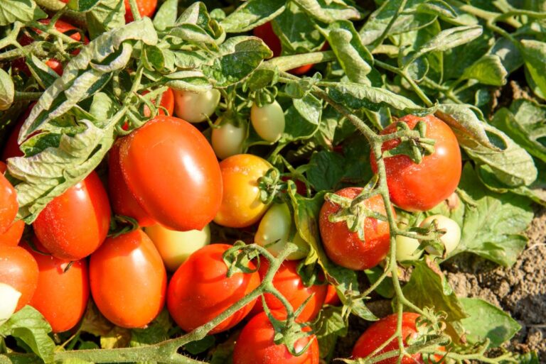 Tomatenfeld-Italien-Roma-Tomaten-für-Hermina-Tomatensauce