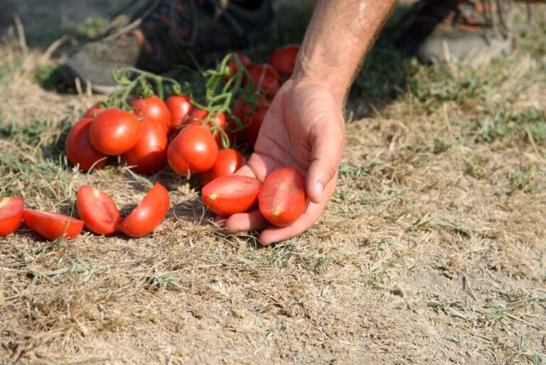 Liebesapfel-Tomate-Hermina-tomatensauce